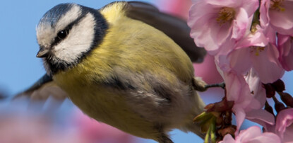 Spring