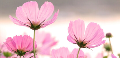 Flower Dance